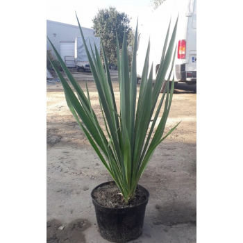 JUKA YUCCA duża roslina z polskiej produkcji - sadzonki 60 / 80 cm